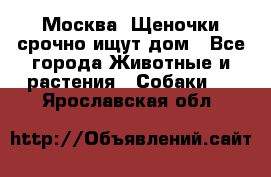 Москва! Щеночки срочно ищут дом - Все города Животные и растения » Собаки   . Ярославская обл.